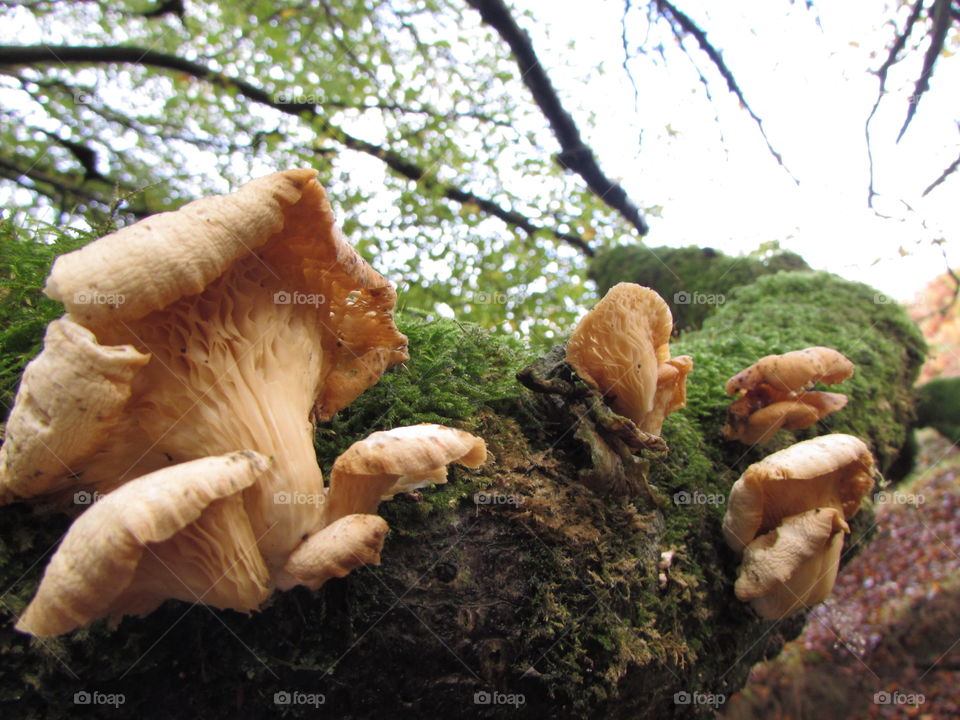 Fungus, Mushroom, Fall, No Person, Nature