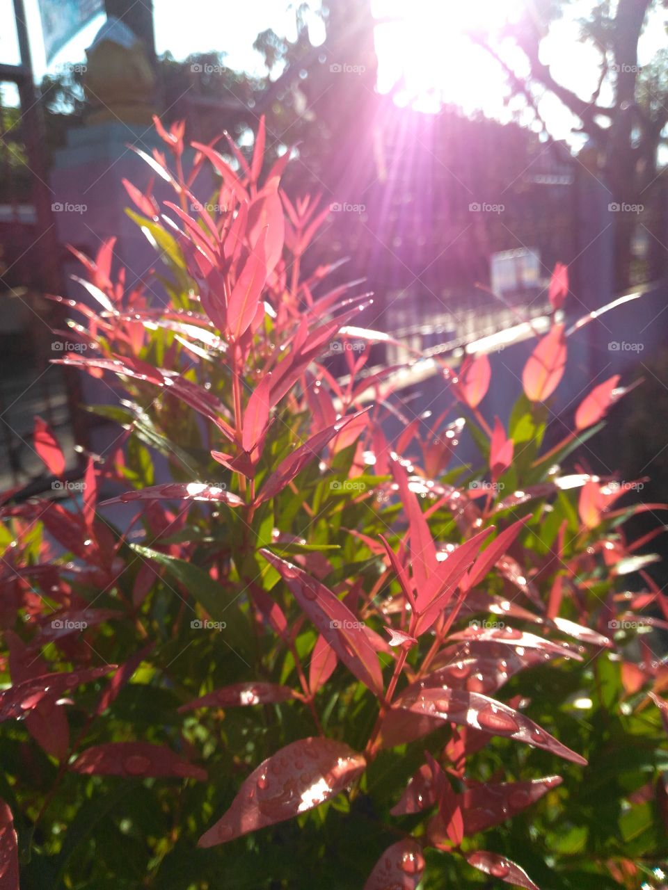 Red bud trees get sunlight