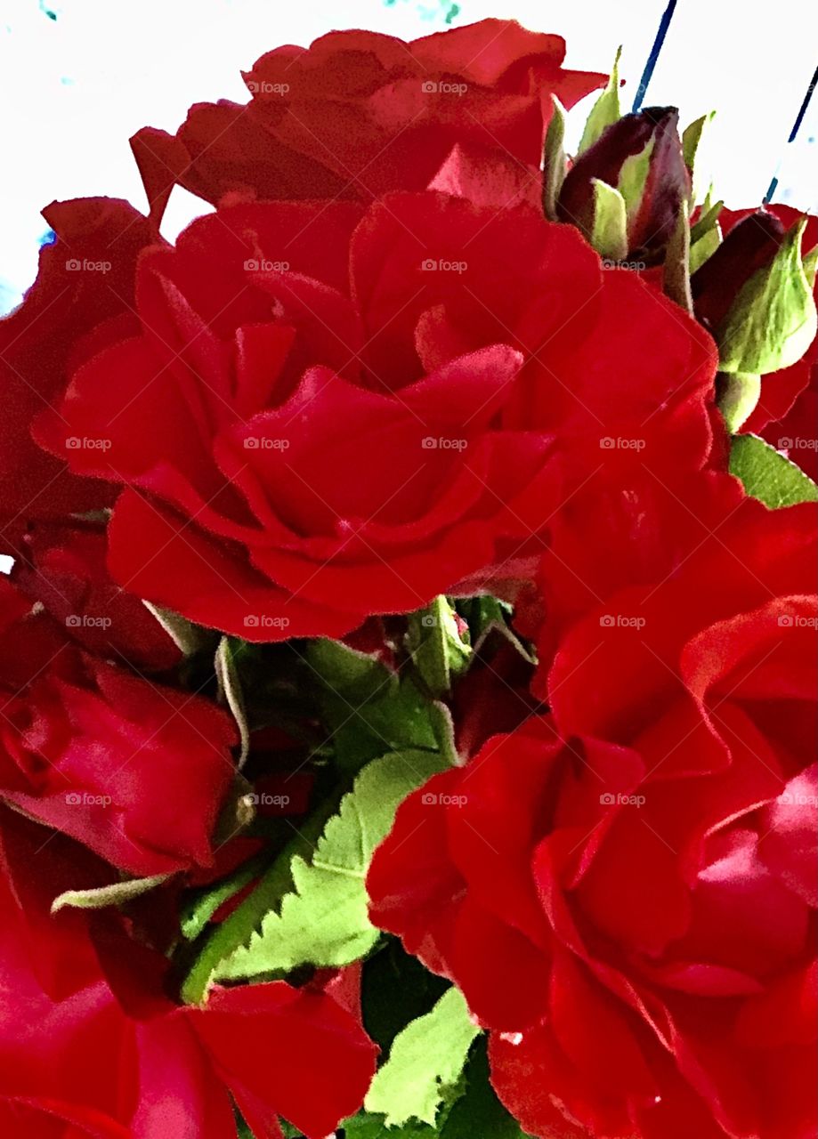 Roses from my garden ♥️