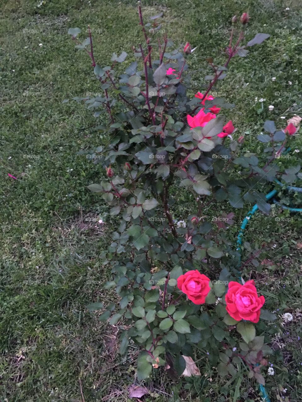 Rose  in the back yard.  