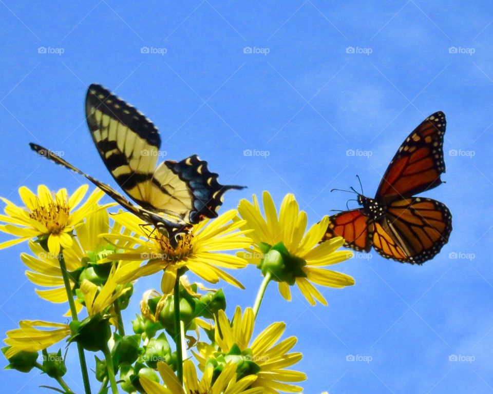 Tiger swallowtail butterfly and monarch butterfly both inflight 