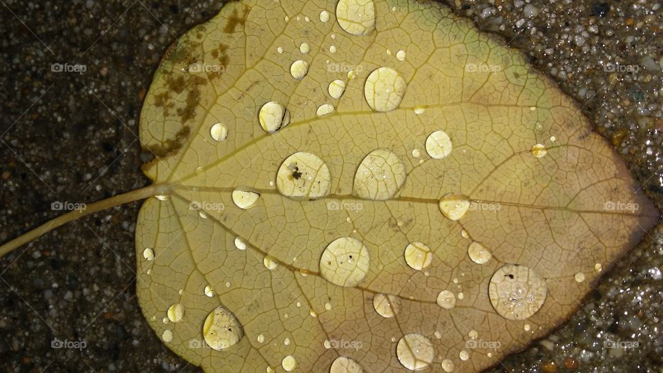 Leaf, Nature, Rain, Desktop, Flora
