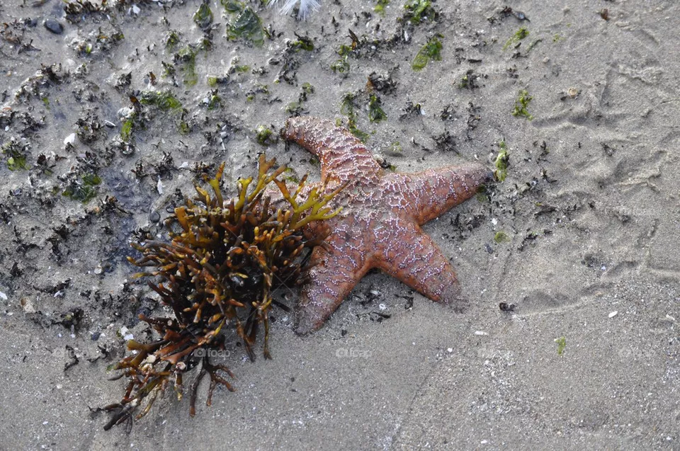 Star fish