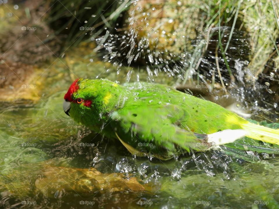 Bathing kakariki parakeet