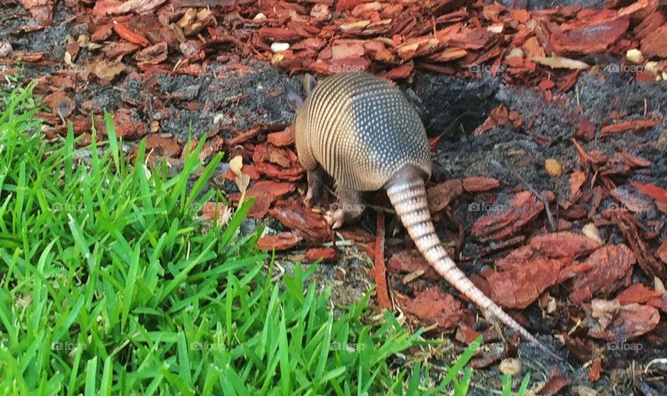 Roaming Armadillo