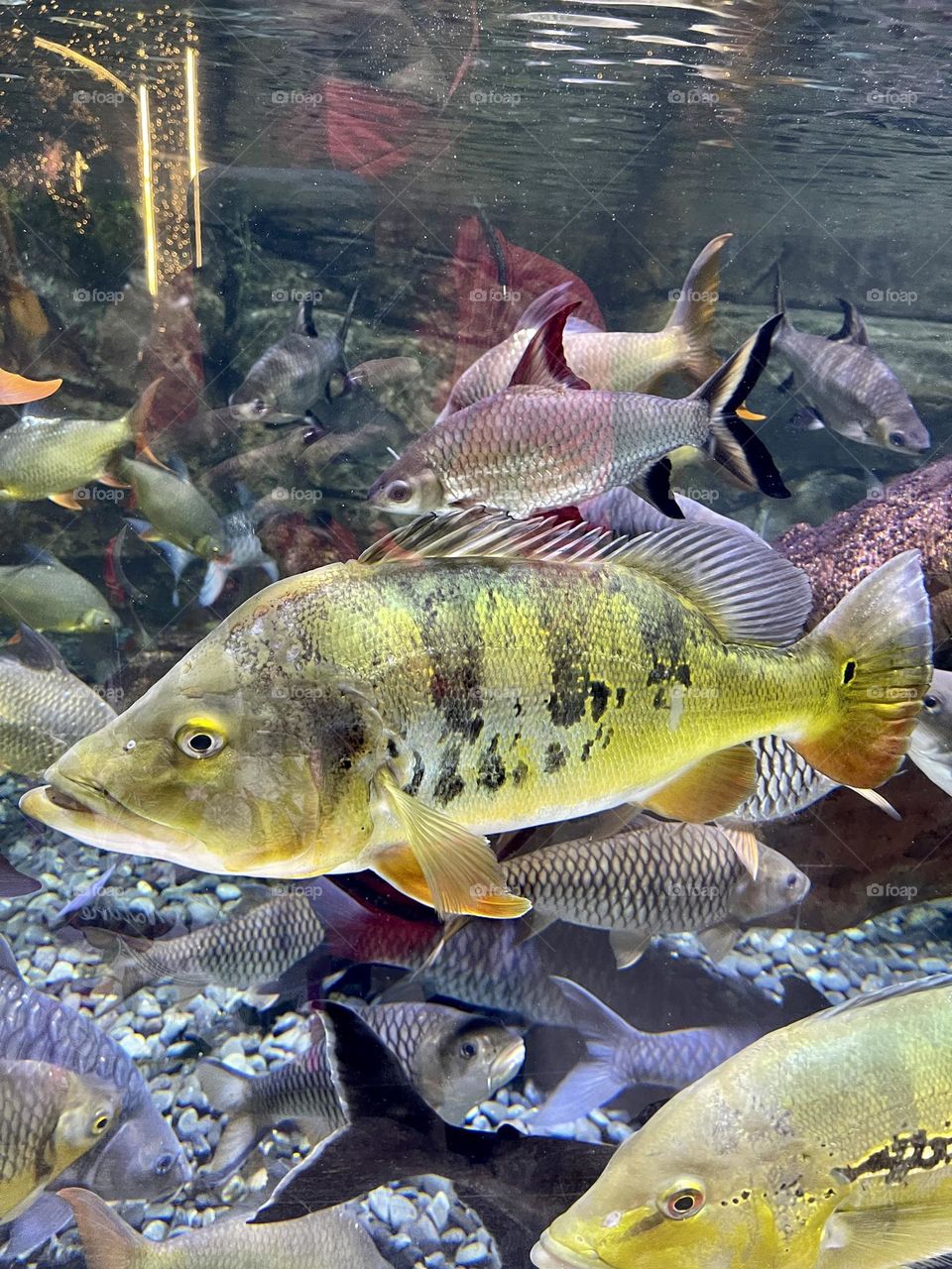 Big sea fish at big aquarium in a lovely yellow colors in a closeup captures while swimming