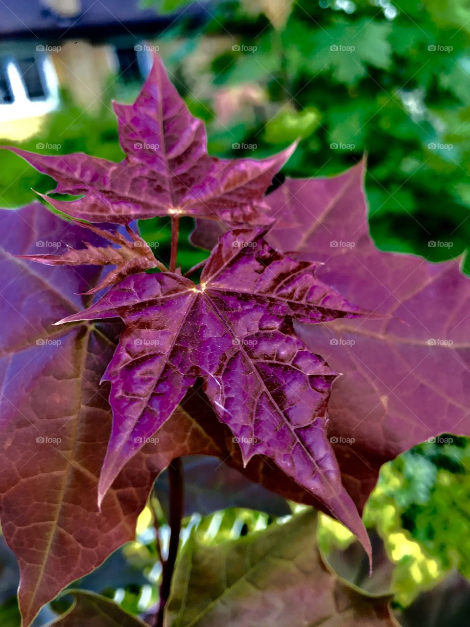 Maple in purple 