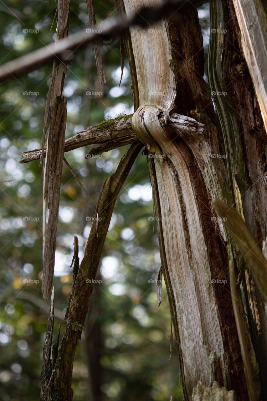 Stick stuck inside tree that was split