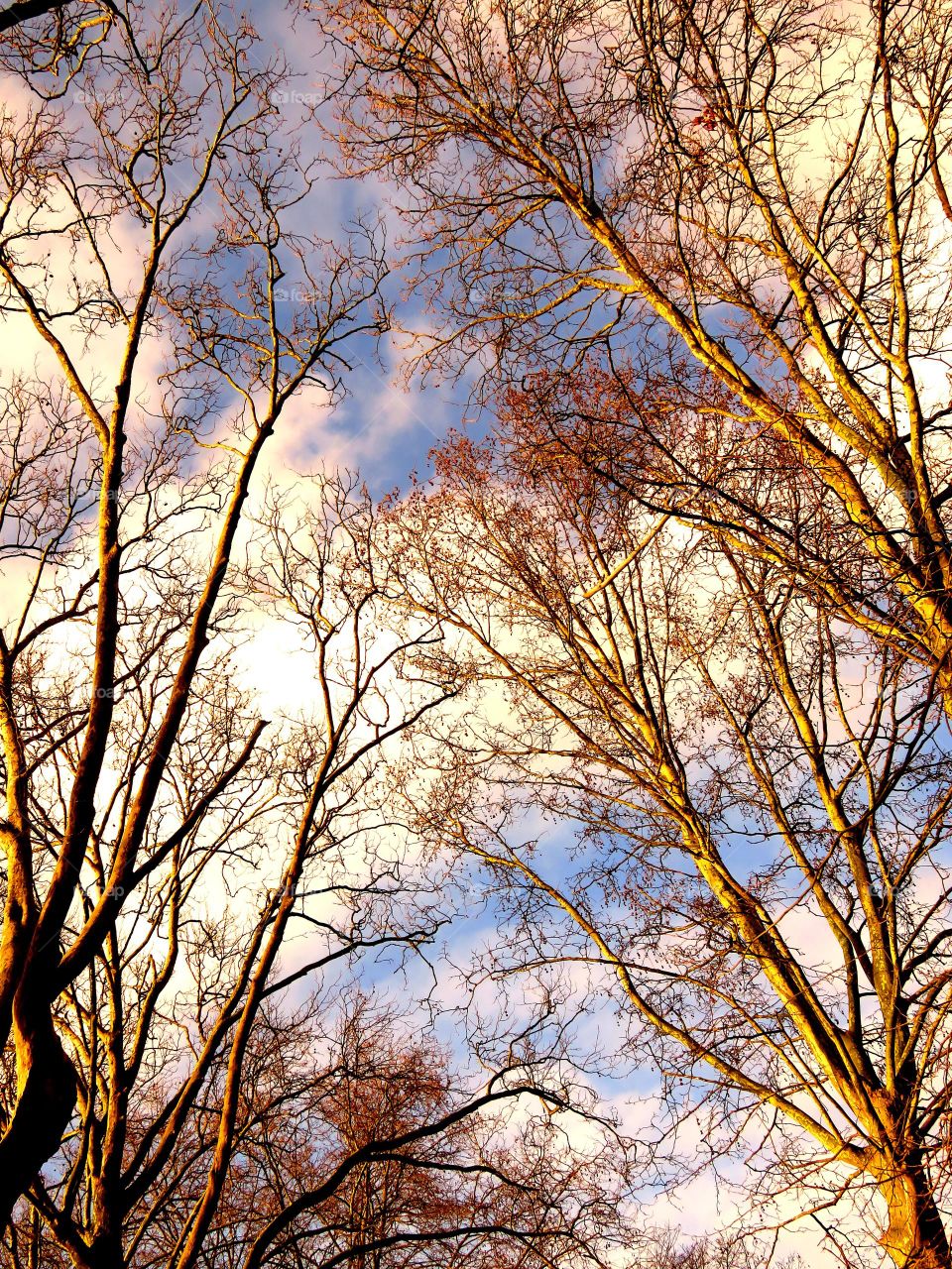 sky and trees