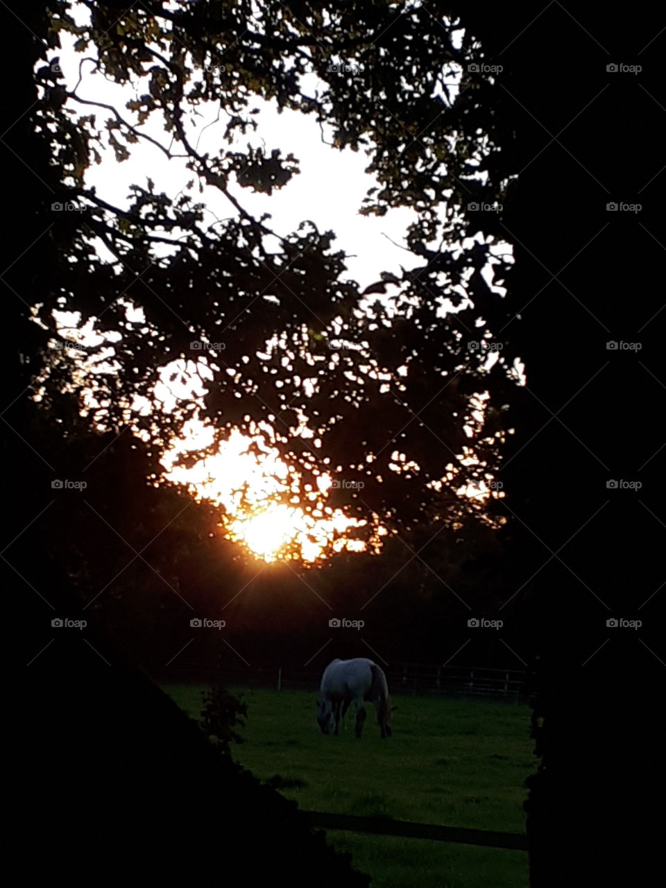 Horses At Dusk