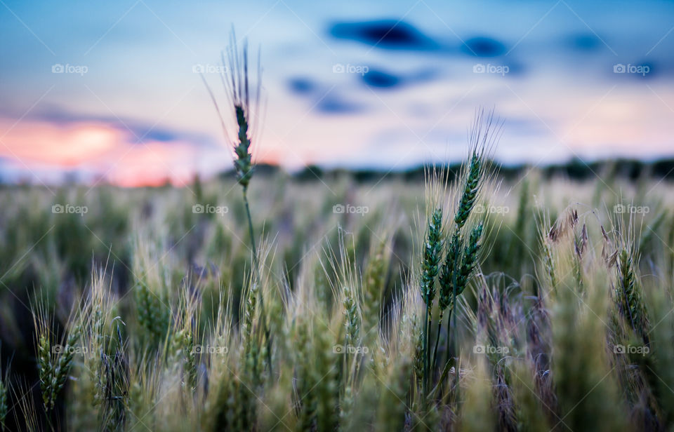 Kansas wheat field. Driving through Kansas at sunset