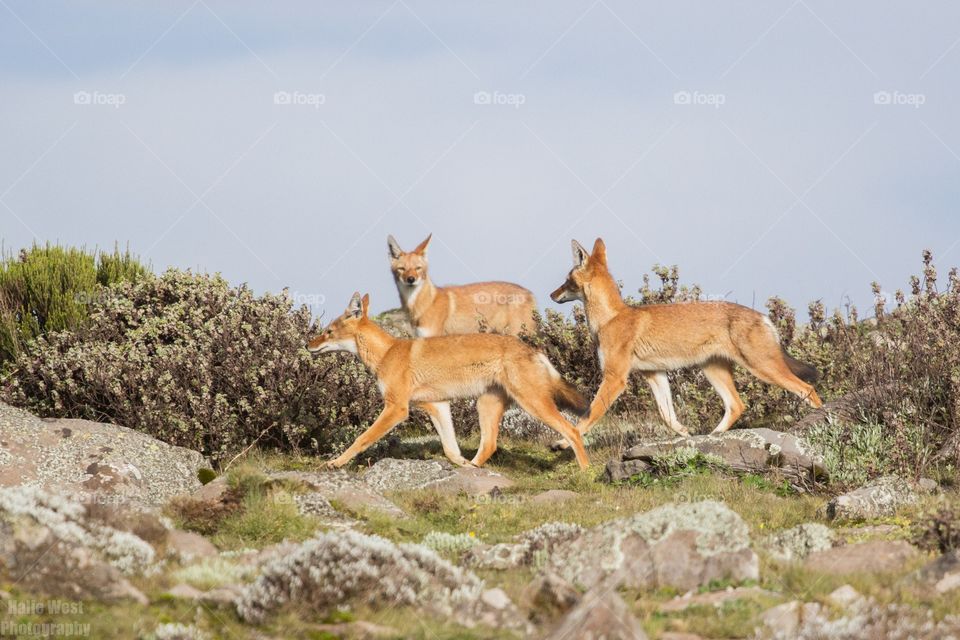 Ethiopian wolf 13