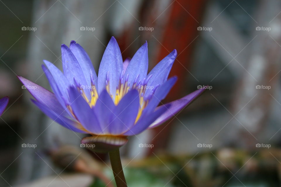 water lily. close up shot of water lily