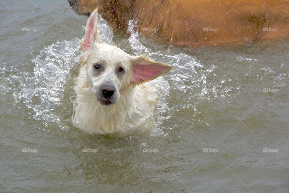 This Golden Retrieve ( French creme)  likes to shake thoroughly before exiting the water.  