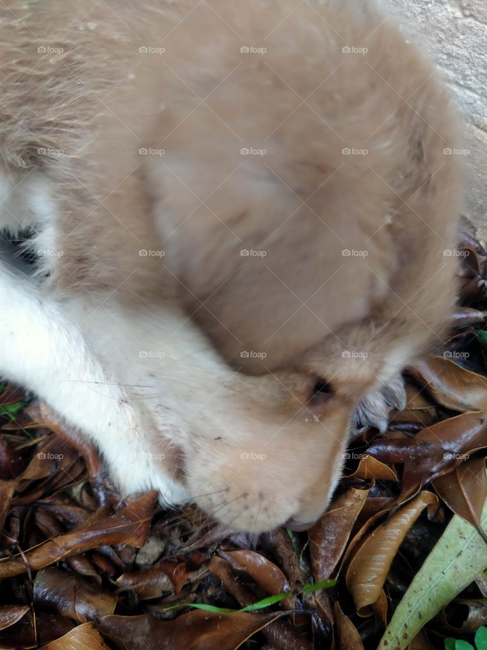 My little brother, feed me with you