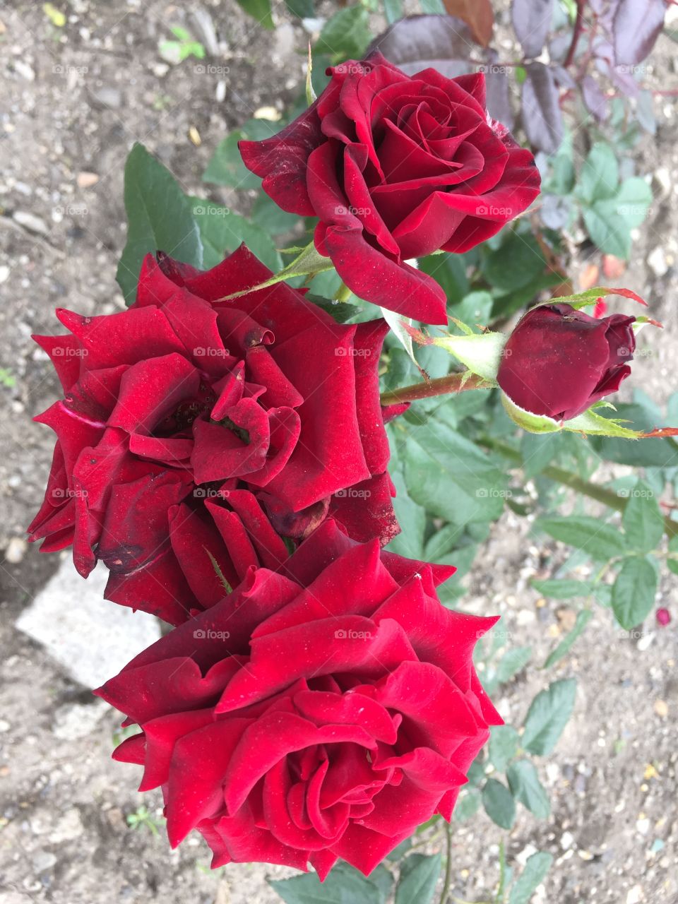 beautiful red roses