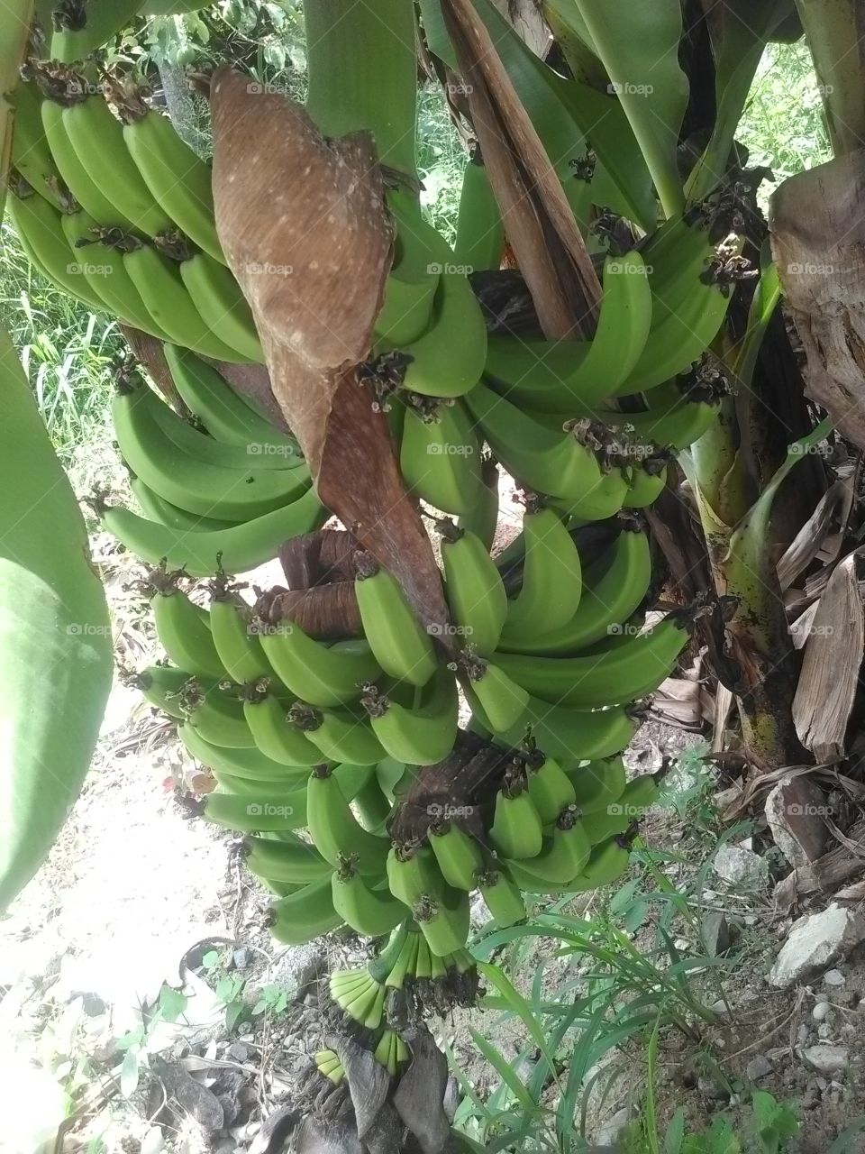 Banana, Tree, Tropical, Fruit, Nature