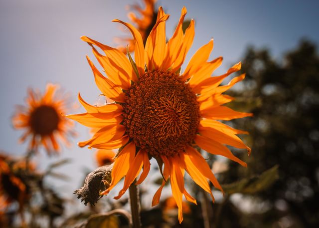 Sunflower
