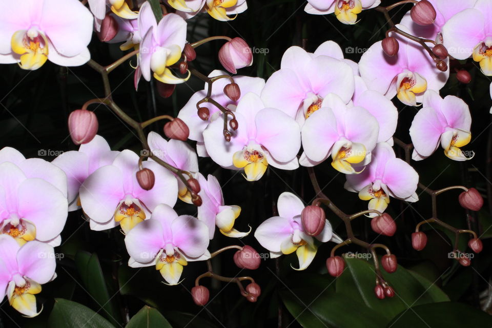 Macro Orchids