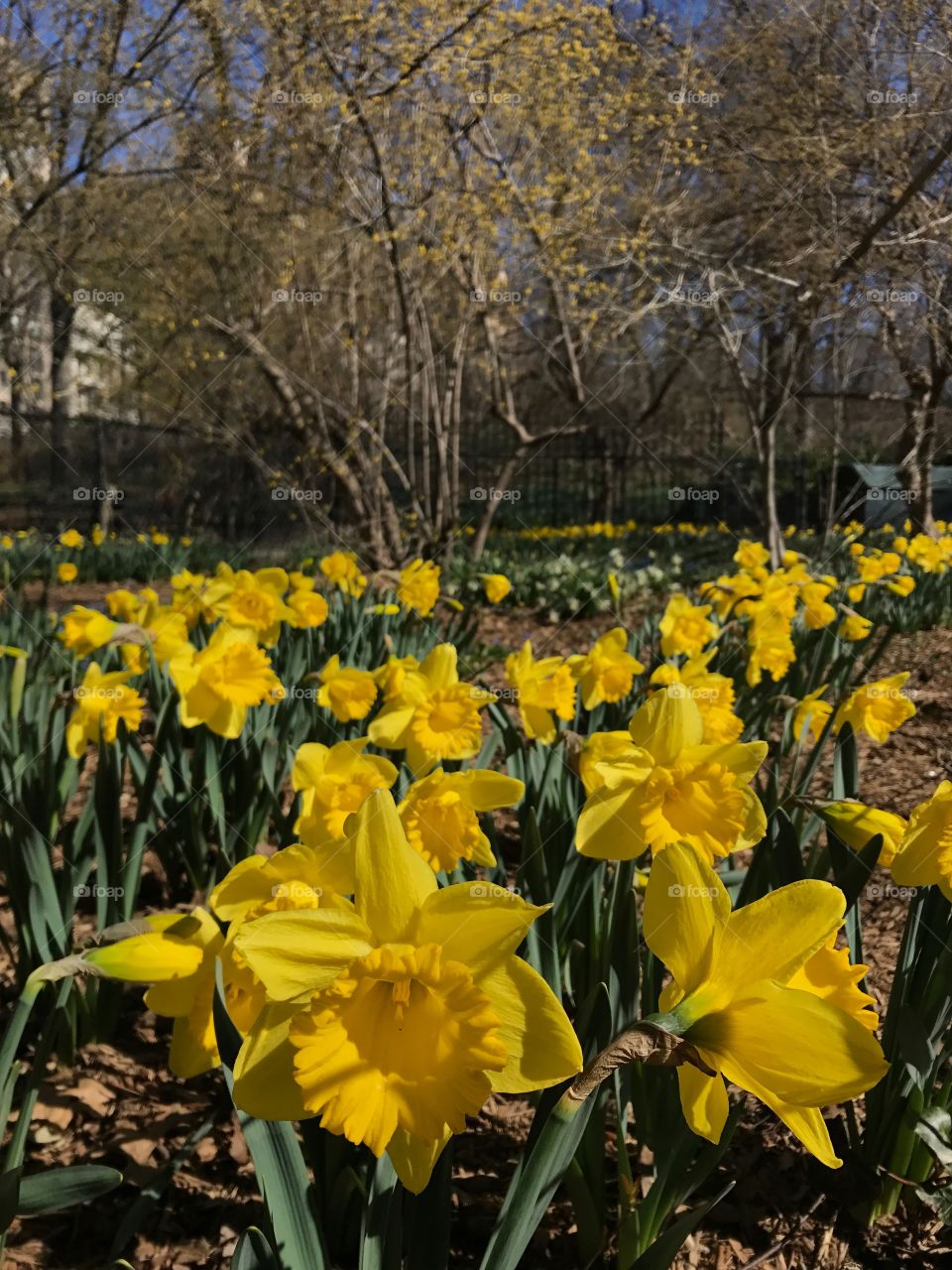 Daffodils 