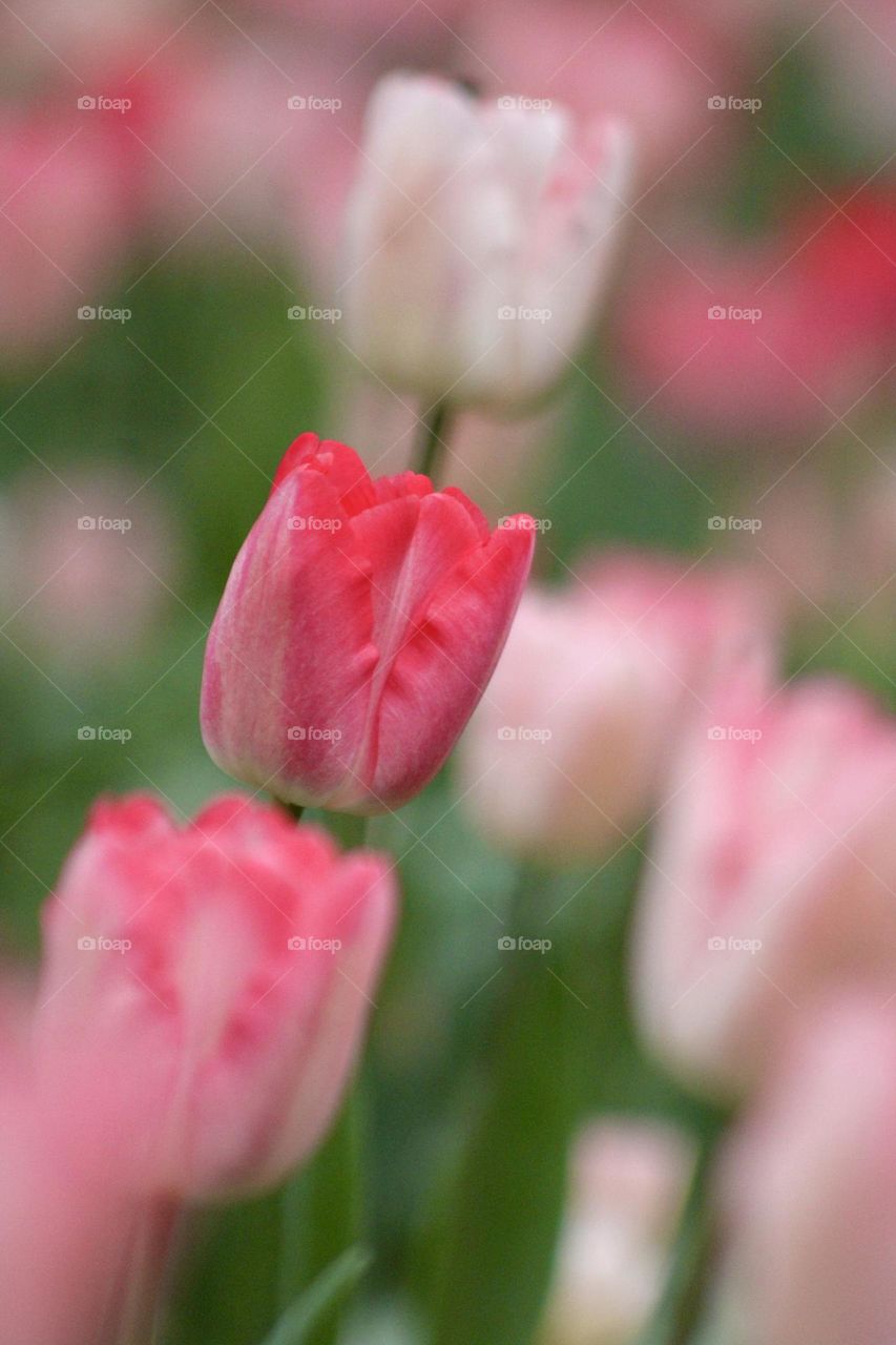 Mild or muted colors of spring