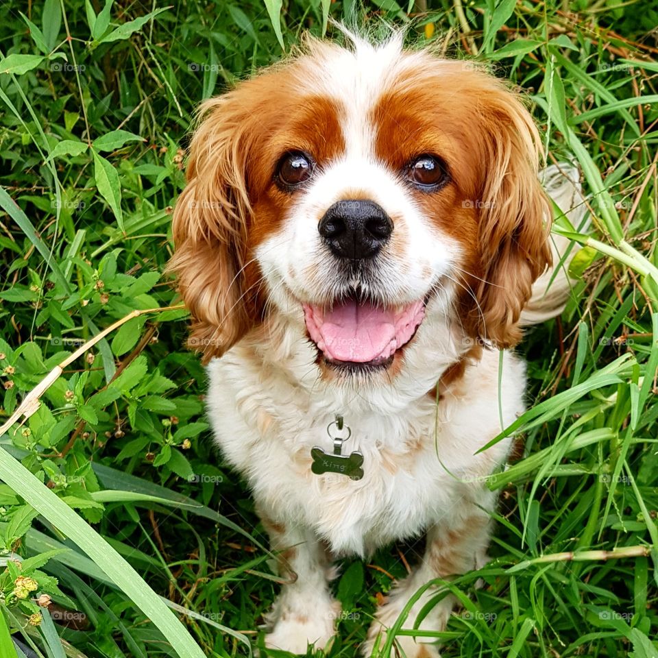 Lovely Cavoodle smiling