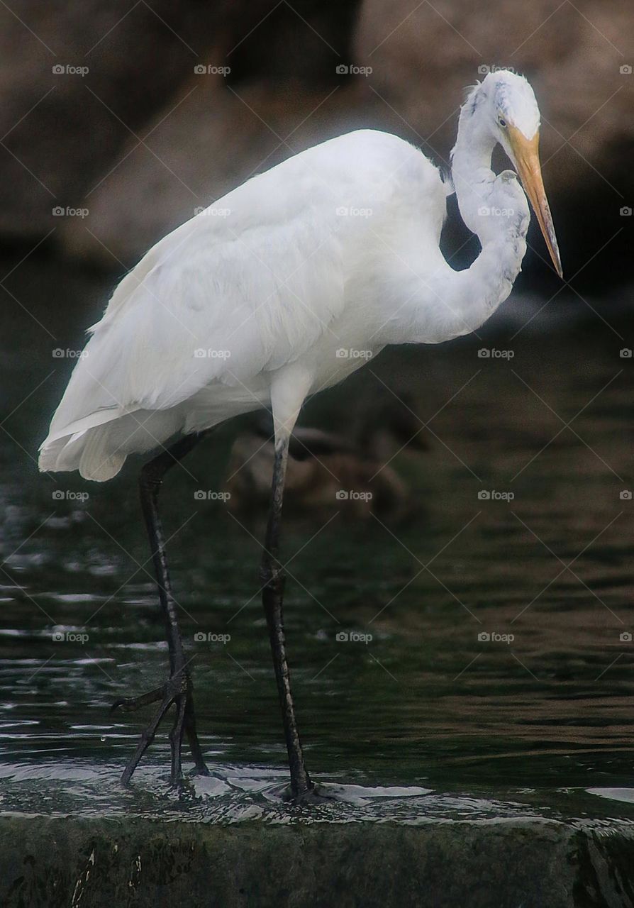 Portrait of a Great White Heron
