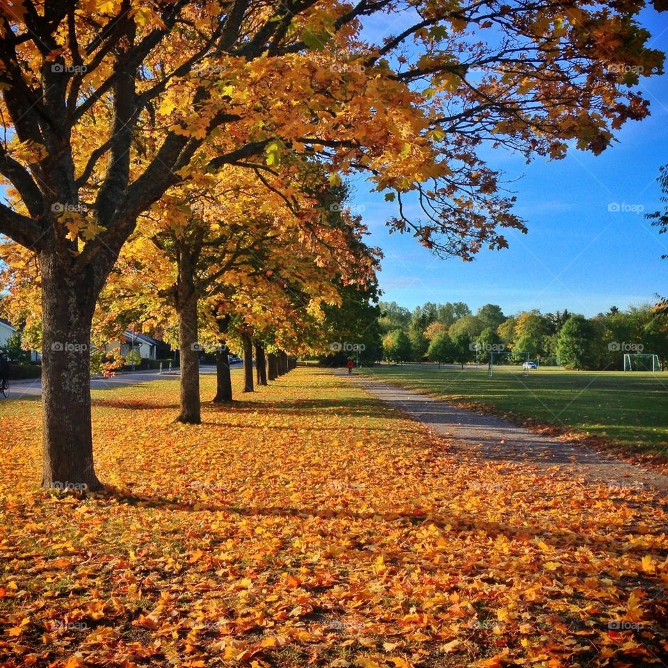 fall