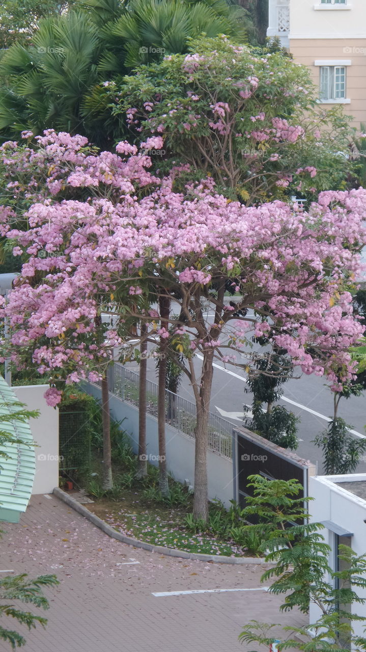 pink tree