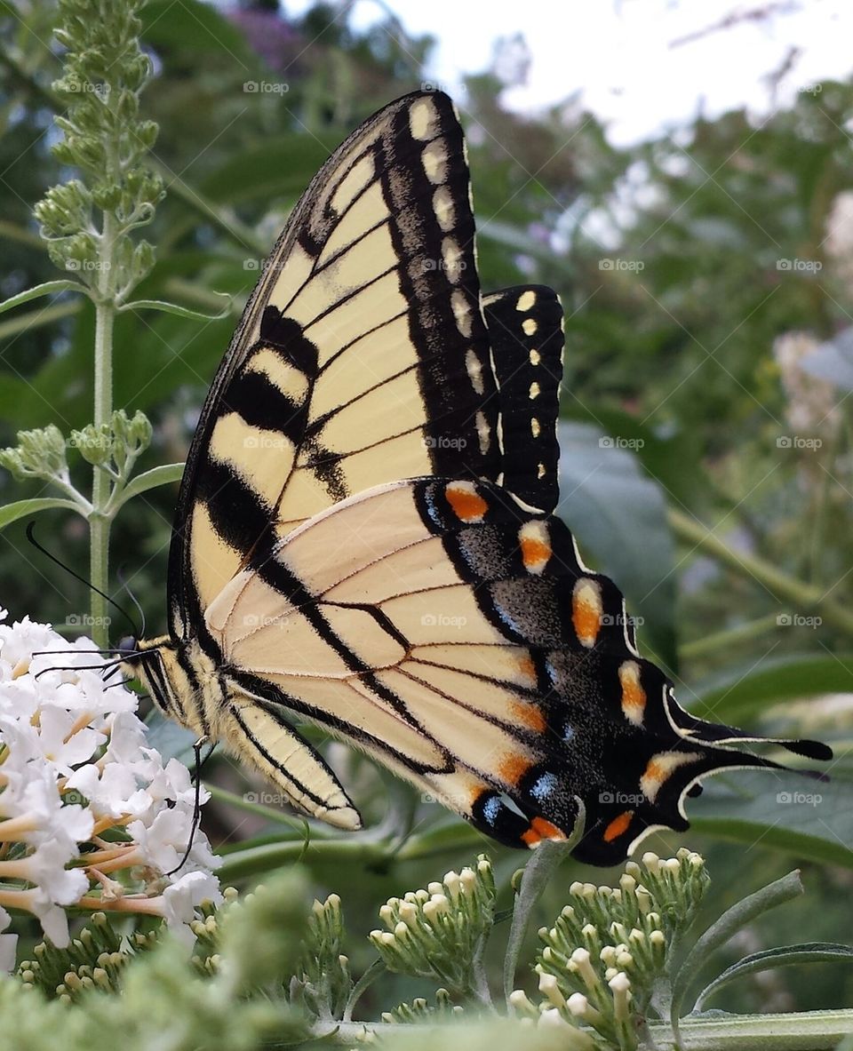 swallowtail lunch time