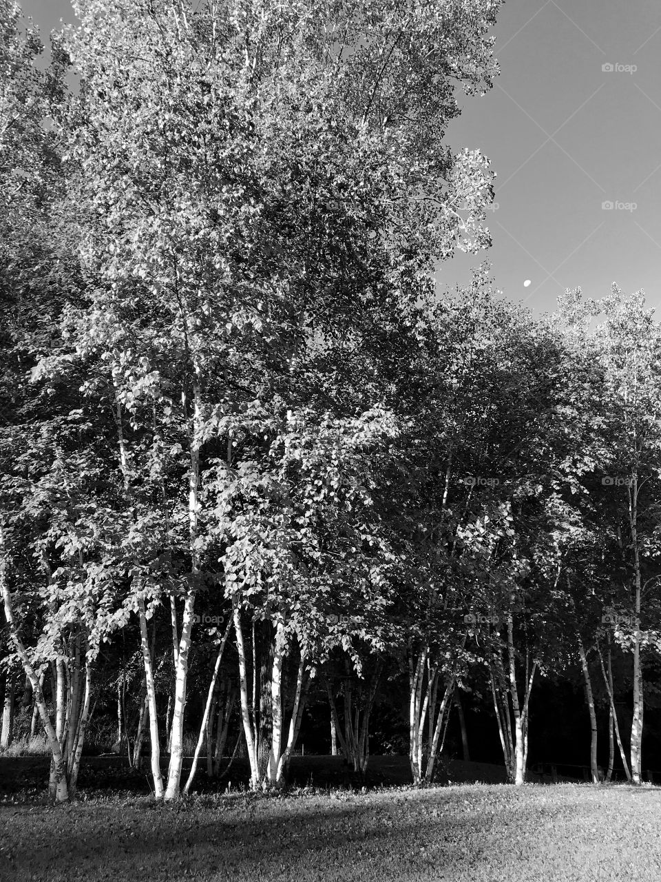 Birch trees and moon
