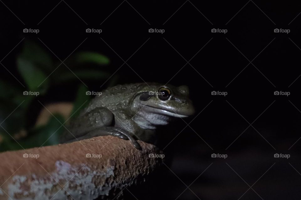 Motorbike frog in the dark 