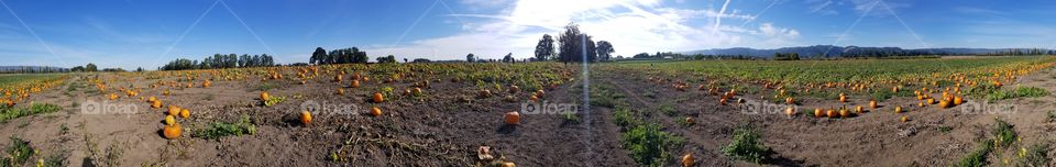 pumpkin panorama