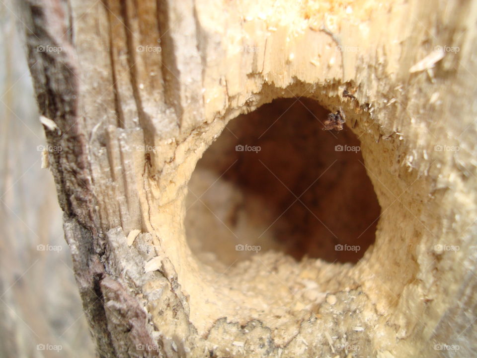 The hollow in the tree