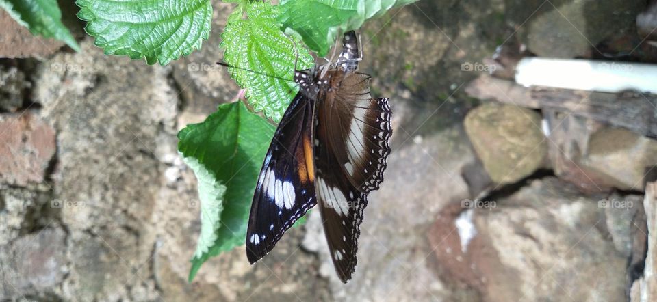 Beautiful butterfly perched on a leaf in the garden