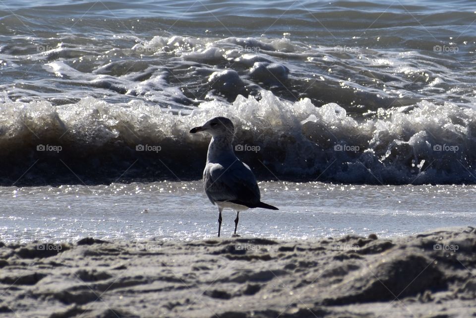 Seagull waiting for fish