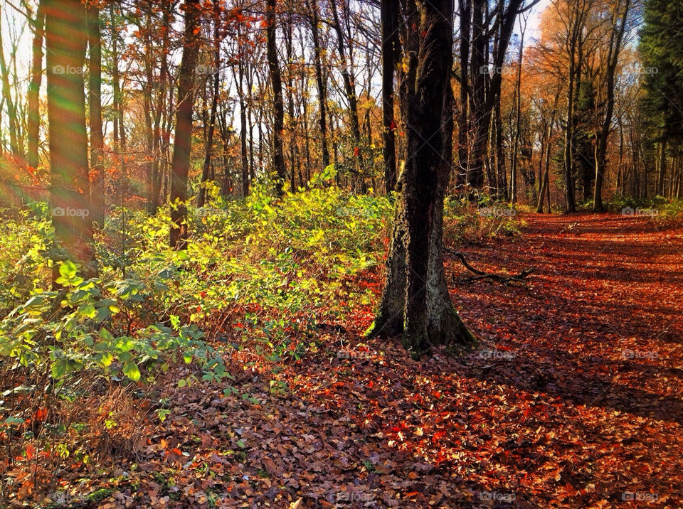 nature tree trees forest by vienesse