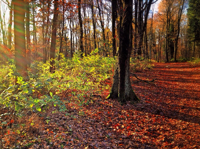 nature tree trees forest by vienesse