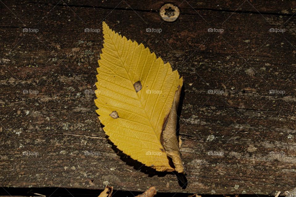 yellow leaf on stair