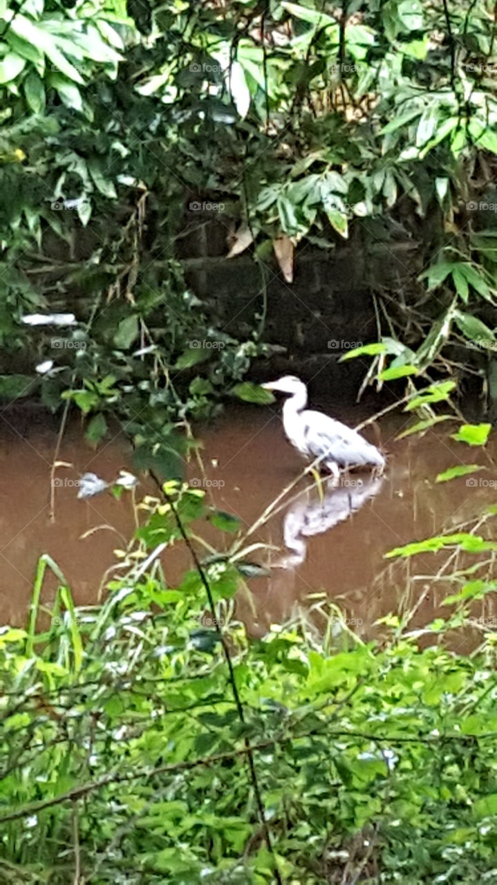 waterbird