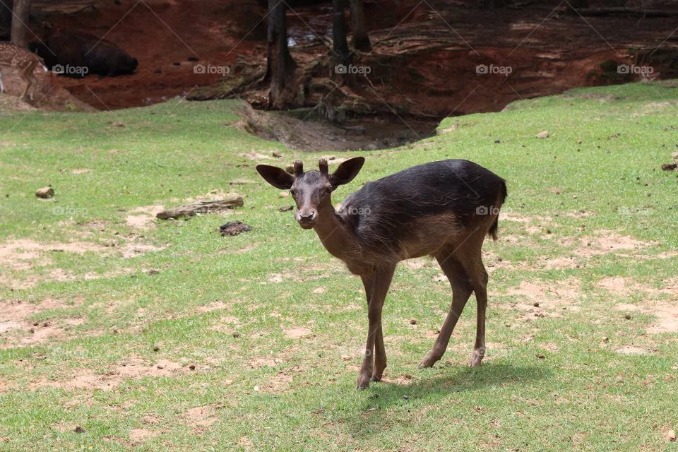 Cute deer