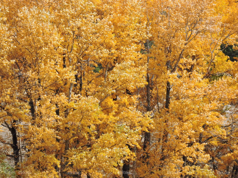 Fall Foilage seen on recent trip to Colorado
