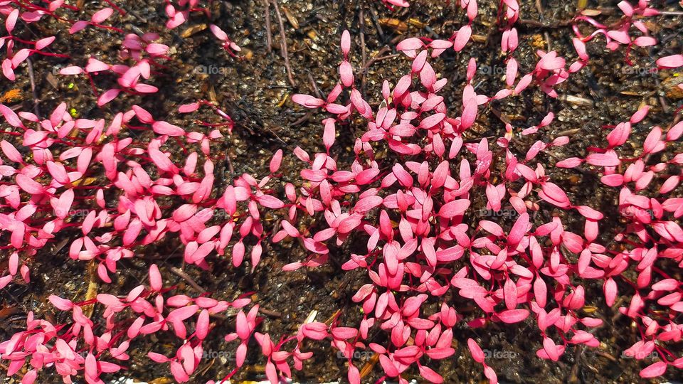 Red spinach sprout seeds that grow close together.