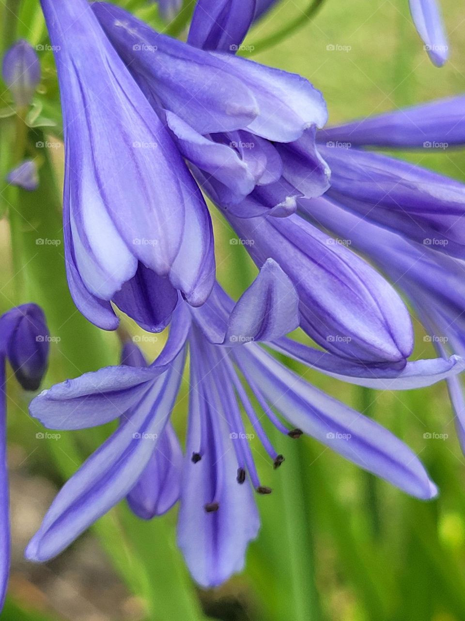 las flores agapantus