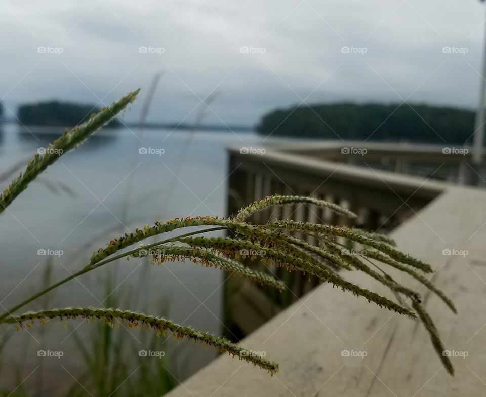 grass seeds over the dock railing with a view of the lake.