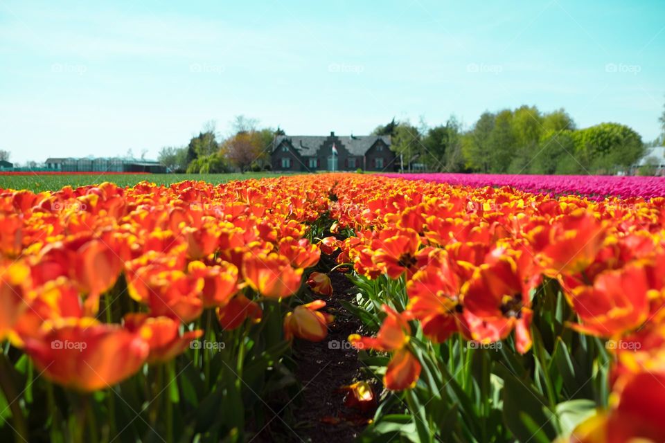 No Person, Flower, Tulip, Nature, Field