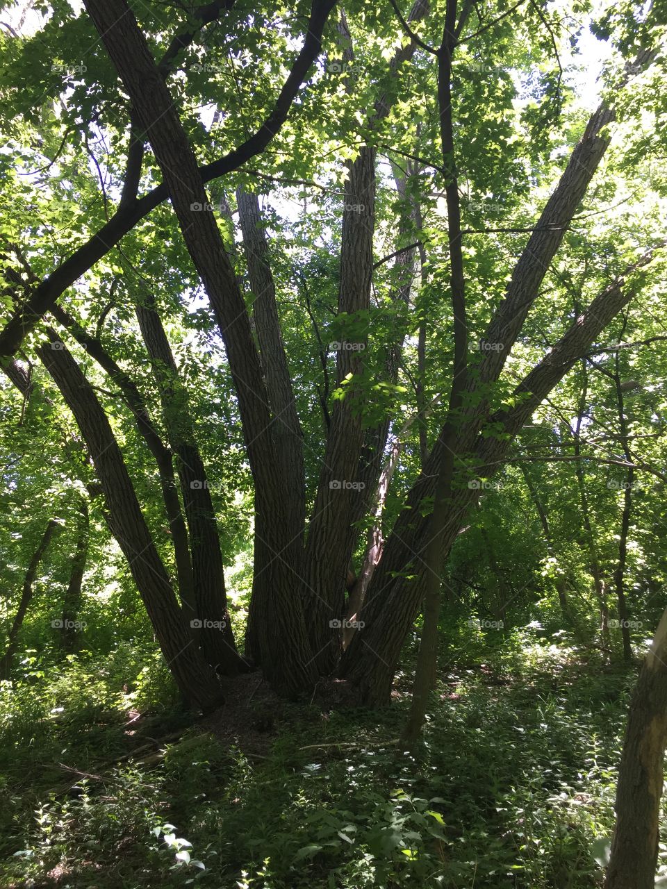 Wood, Tree, Leaf, No Person, Nature