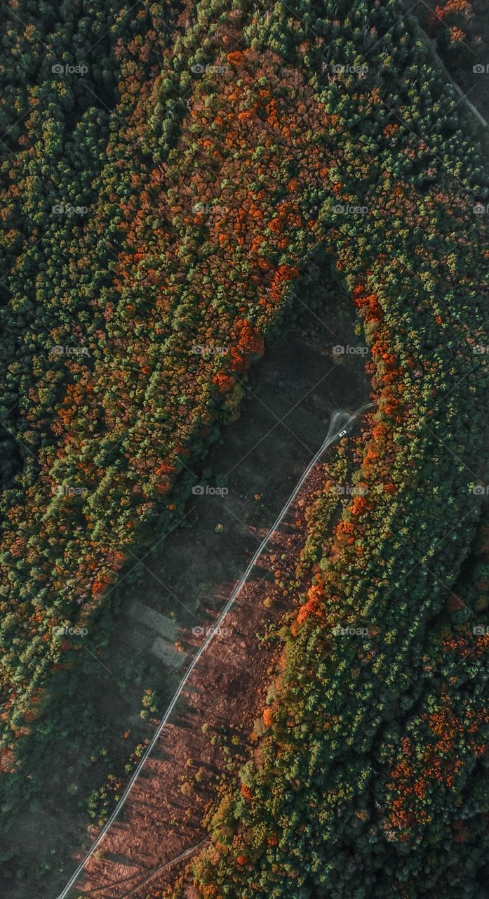 Autumn forest on the hill 