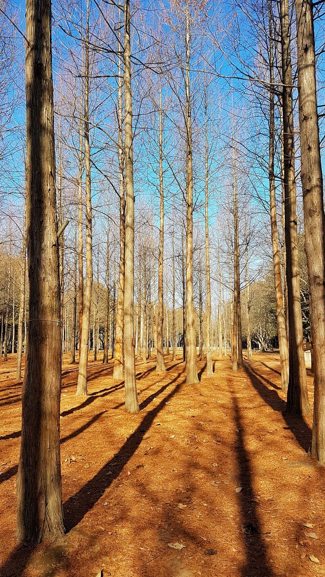 Nami Island fall season