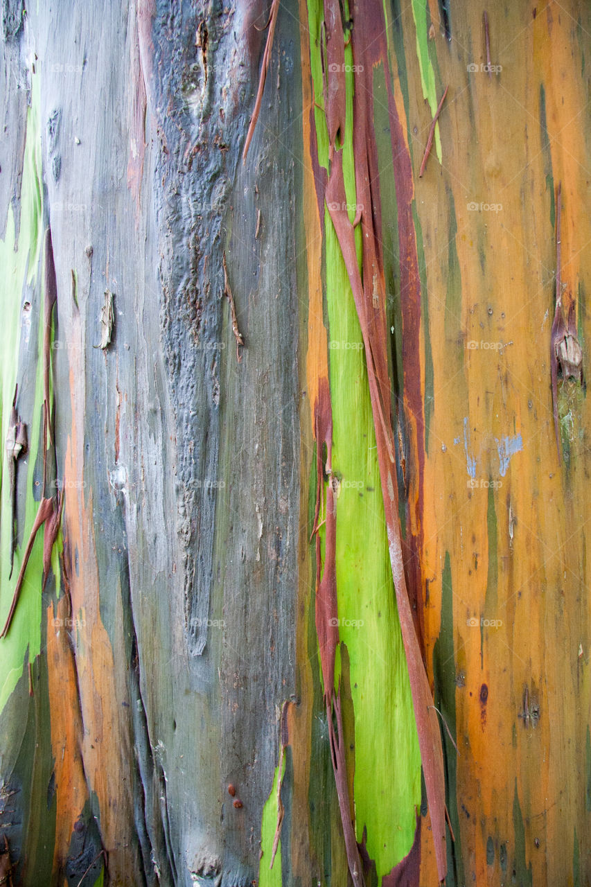 Rainbow eucalyptus bark